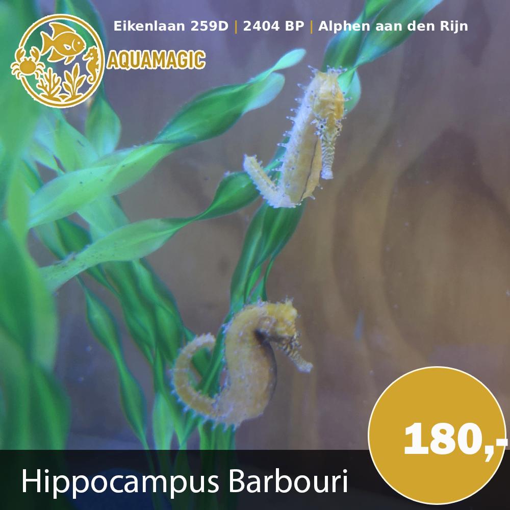 hippocampus barbouri, Dieren en Toebehoren, Vis, Zoutwatervis