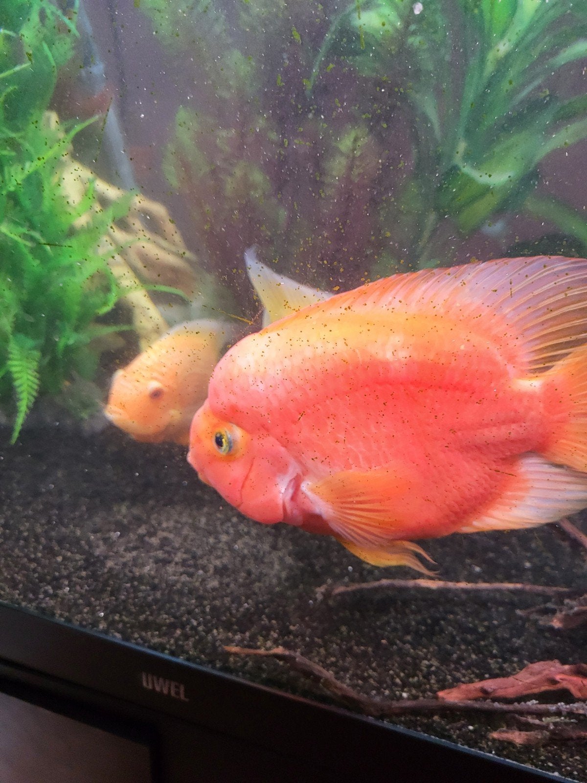 gratis zeer grote parrot cichide, Dieren en Toebehoren, Vissen | Aquariumvissen, Vis