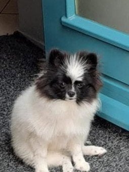 1 pomeriaan pup teefje, 15 weken tot 1 jaar, Teef, Eén hond, Nederland