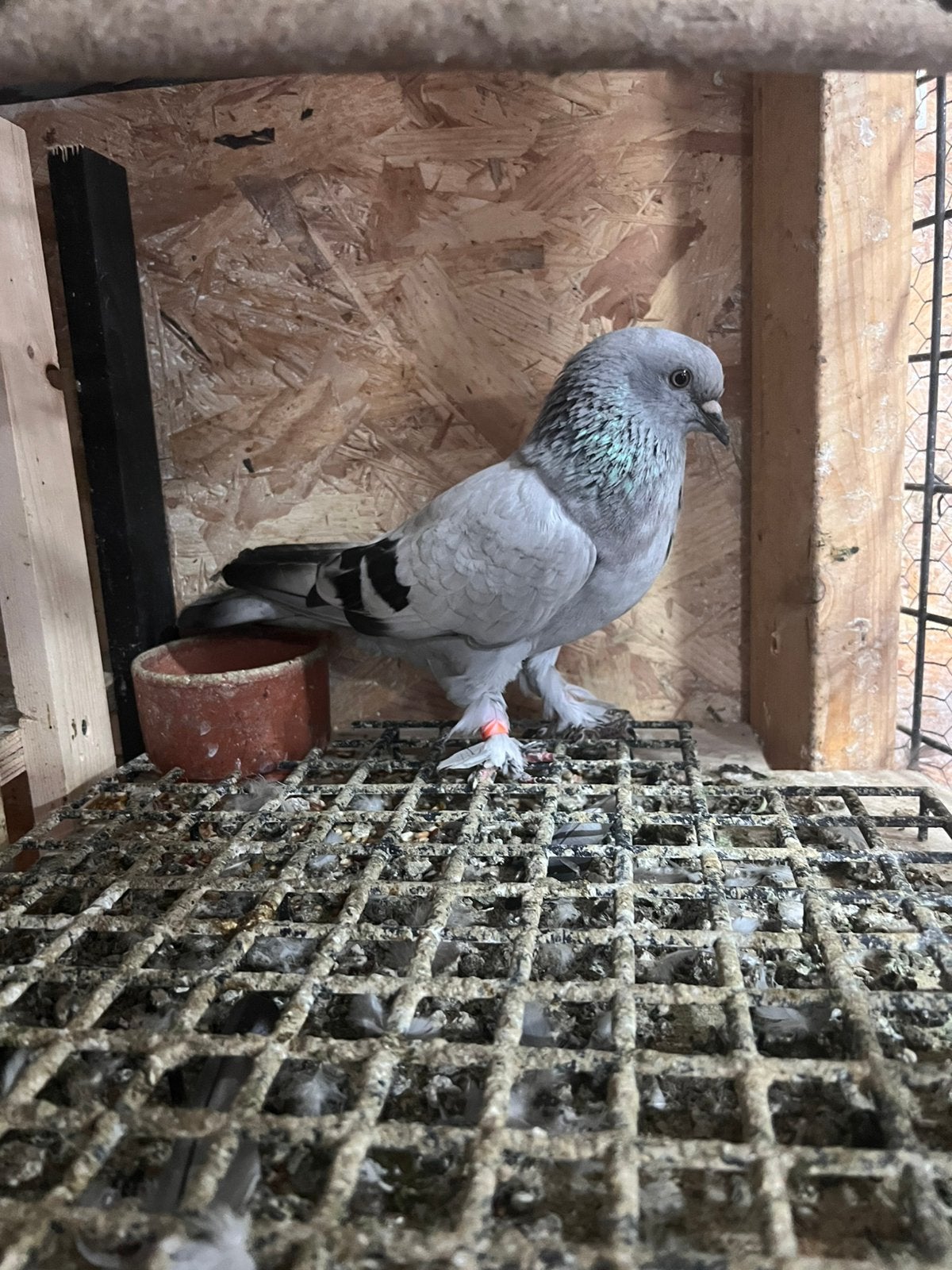 Açık gök dişi güvercin takla, Dieren en Toebehoren, Vogels | Duiven, Meerdere dieren, Overige soorten