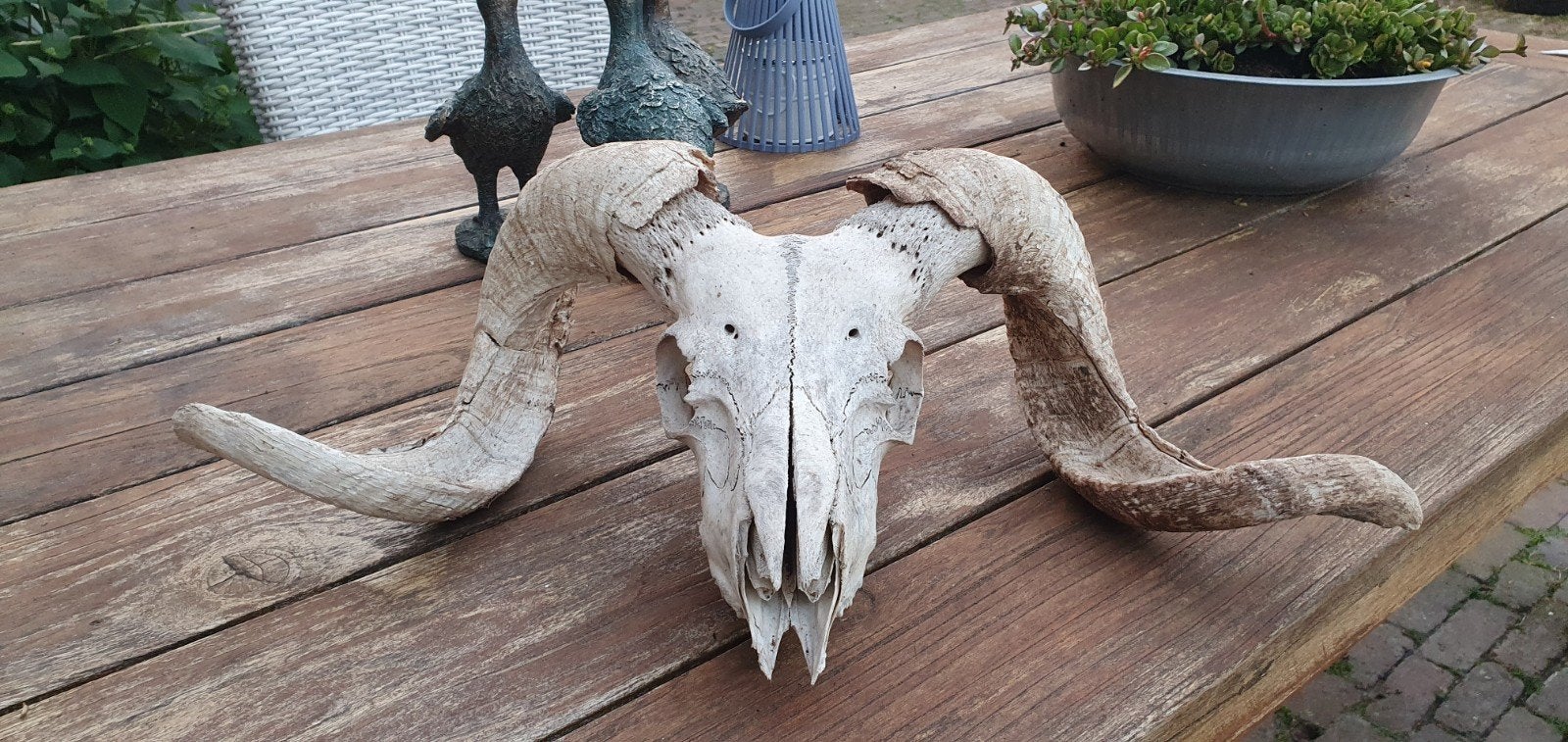 Schedel Drents heideschaap, Eén persoon, Overige typen