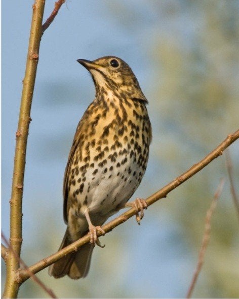 Koppel zanglijsters te koop., Meerdere dieren