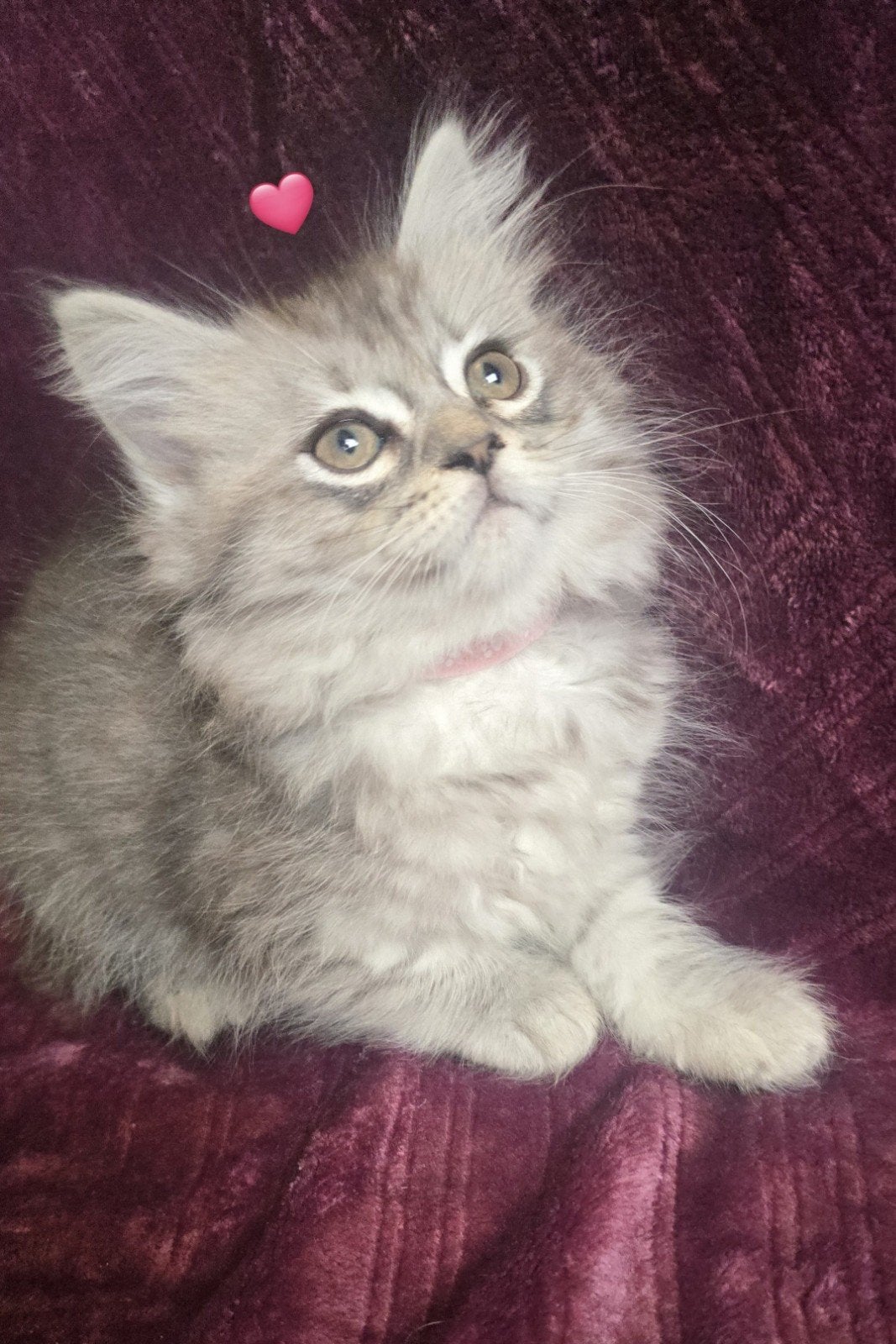 NOG 1! Maine coon x Perzische langhaar kitten! Een poesje, Dieren en Toebehoren, Katten en Kittens | Raskatten | Langhaar, Poes