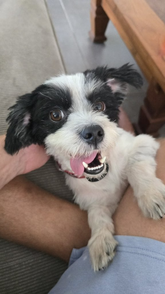 Kleine Boomer Kruising (Shih Tzu  Havanezer), Particulier, 1 tot 2 jaar, Buitenland, Parvo