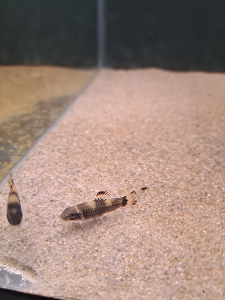 Panda garra (Garra flavatra), Dieren en Toebehoren, Vis, Zoetwatervis, Schoolvis