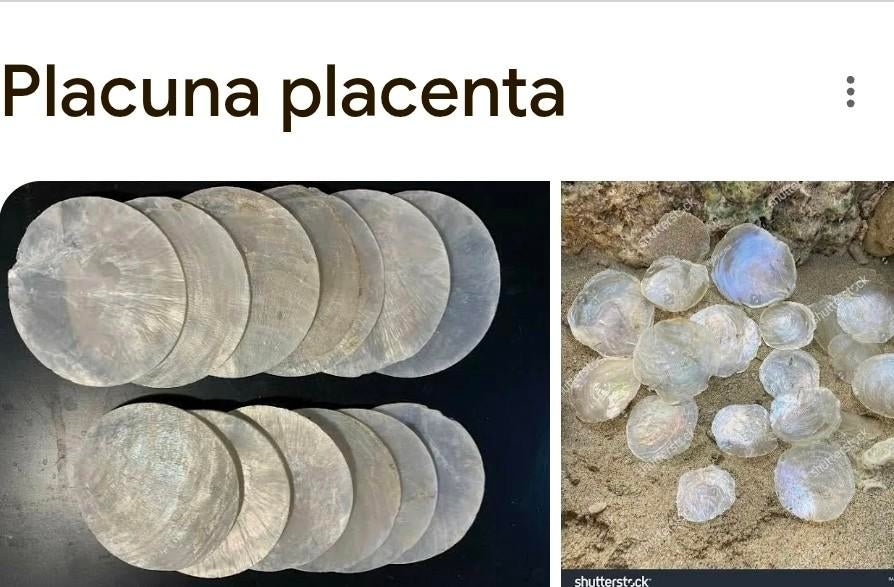 Placuna placenta 1 kilo nieuw schelpen, Ophalen of Verzenden, Nieuw