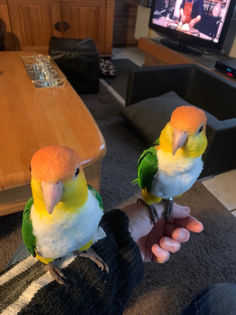 2 lieve tamme caique s/ grote kooi / grote javaboom, Mannelijk, Papegaai, Geringd