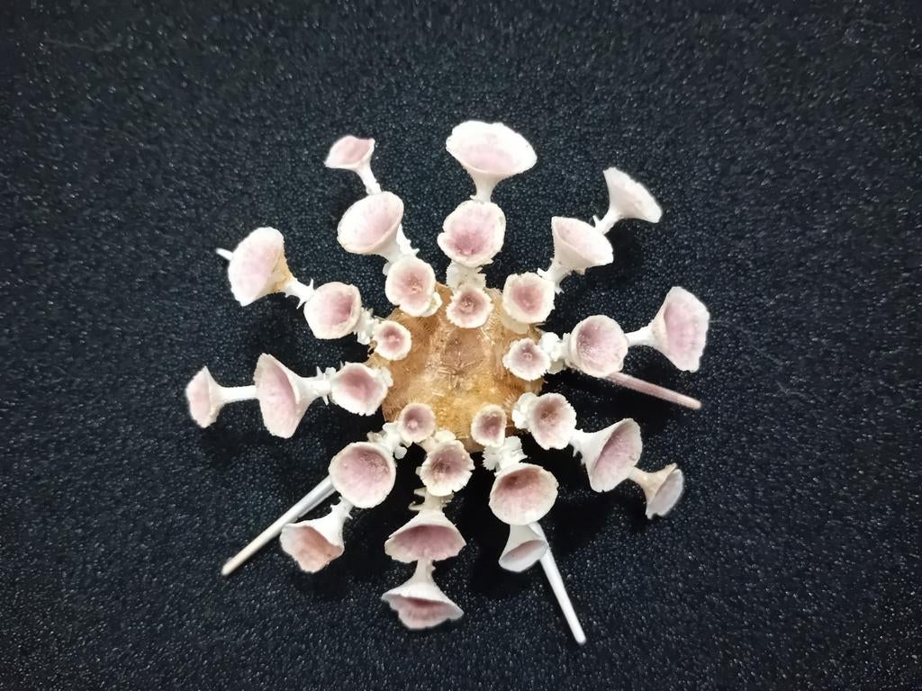 Zee egel Goniocidaris clypeata, Ophalen of Verzenden, Fossiel