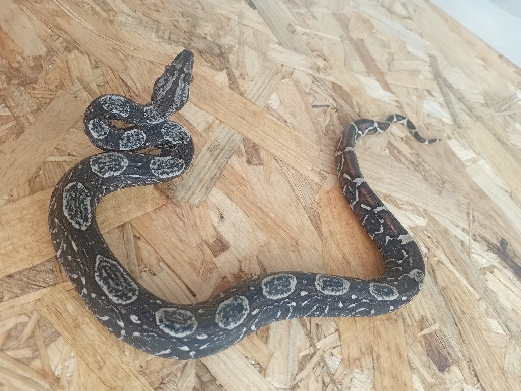 NK boa constrictor imperator, Dieren en Toebehoren, Reptielen en Amfibieën, Slang, 3 tot 6 jaar
