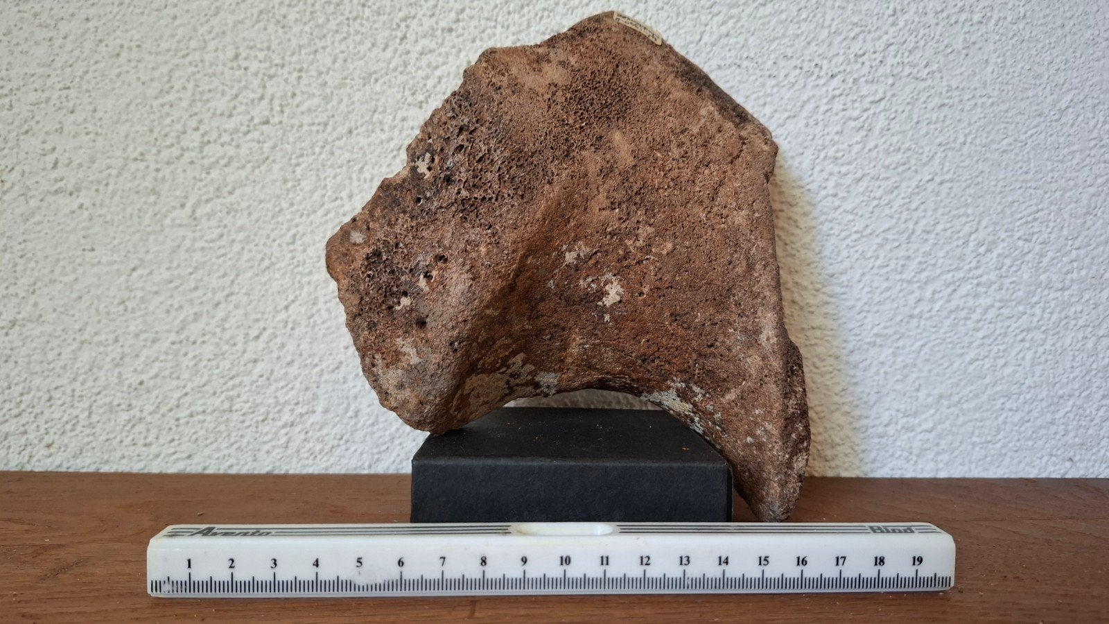 Wolharige mammoet bot (distale epifyse) uit Waddenzee, Verzamelen, Ophalen of Verzenden, Fossiel