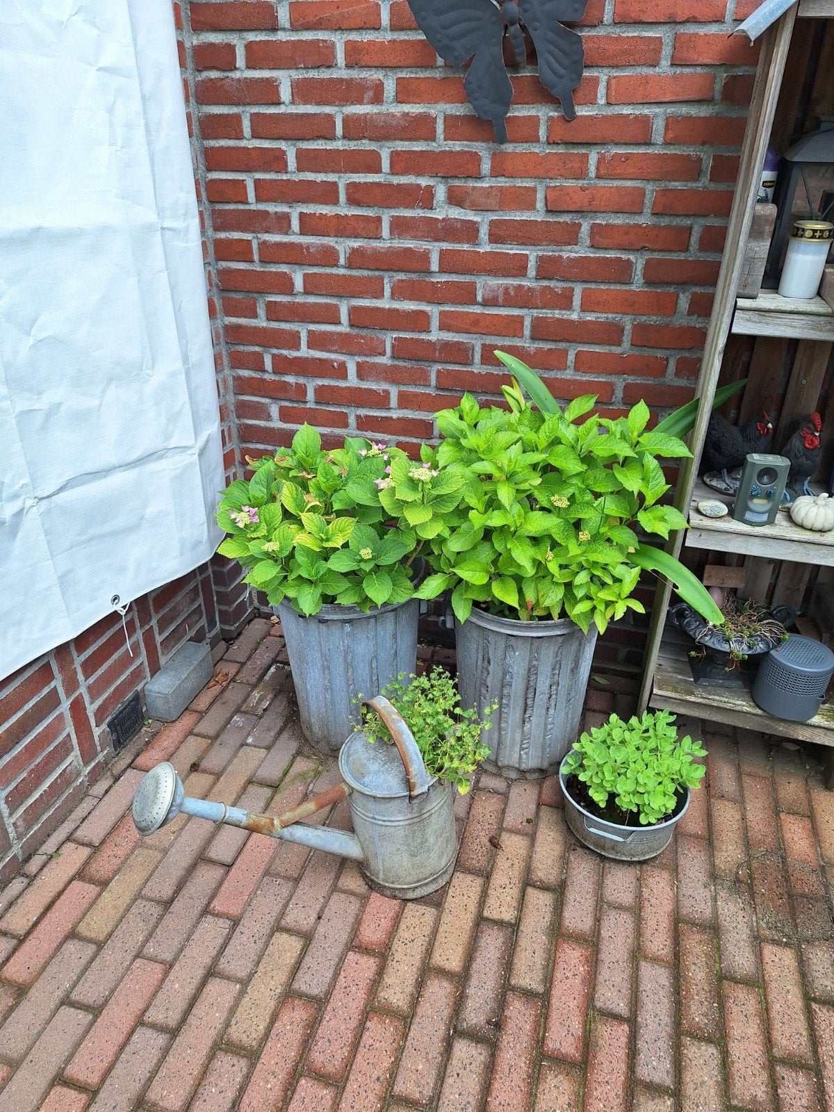 2 teilen en prullebakken, Tuin en Terras, Ophalen, Bloeit niet, Overige soorten, Volle zon