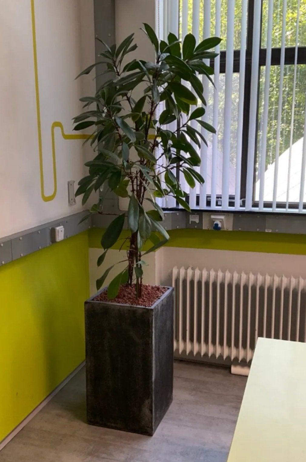 Grote Hydrocultuur Plant met Stijlvolle Pot, Ophalen, Halfschaduw, Minder dan 100 cm