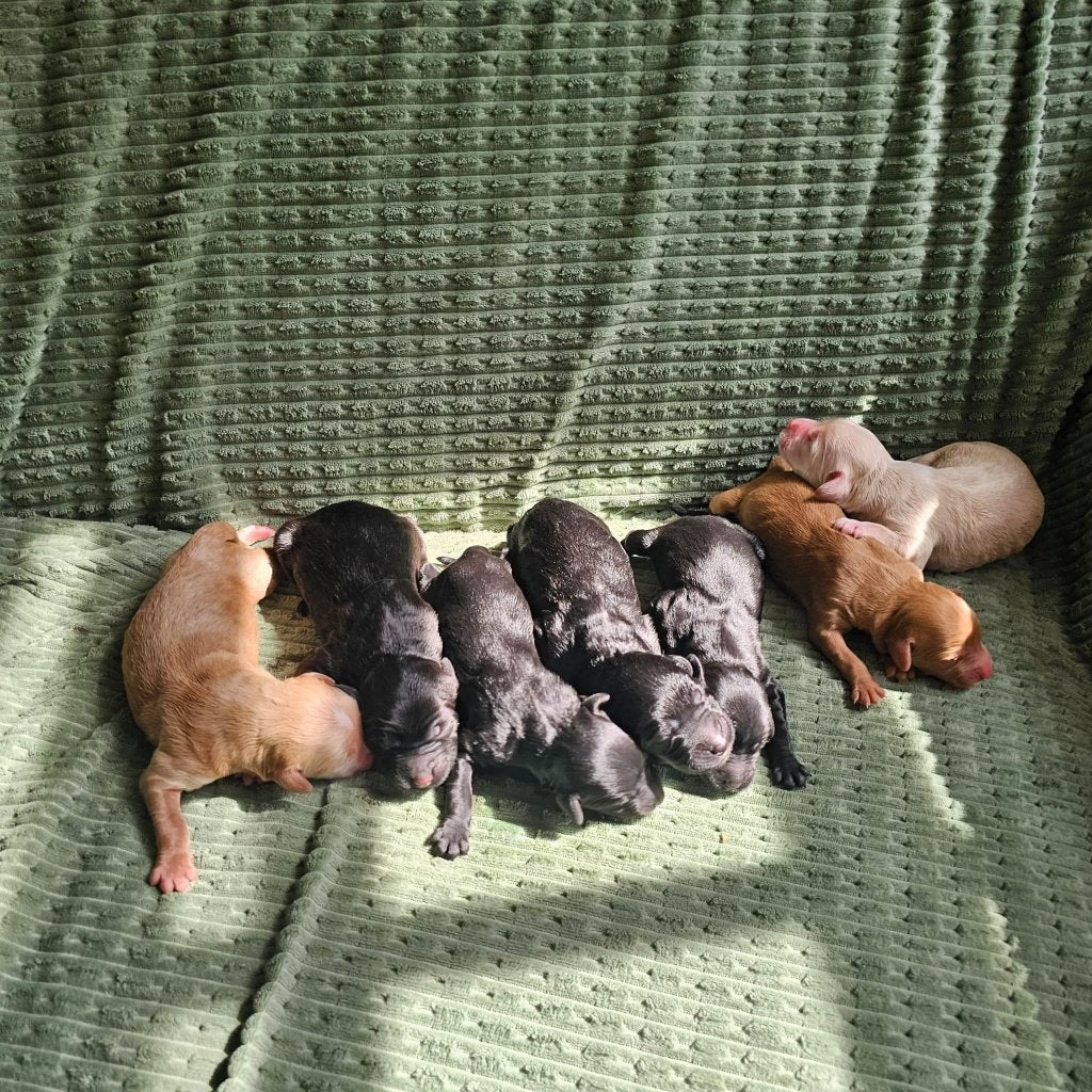 Australian Labradoodle pups geboren, Caramel, Beige & Zwart, Parvo, Overige rassen, 8 tot 15 weken, Meerdere