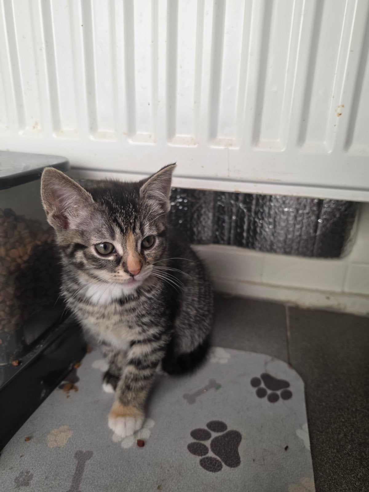 lieve kittens kattenbak zindelijk, Meerdere dieren, Kortharig, 0 tot 2 jaar