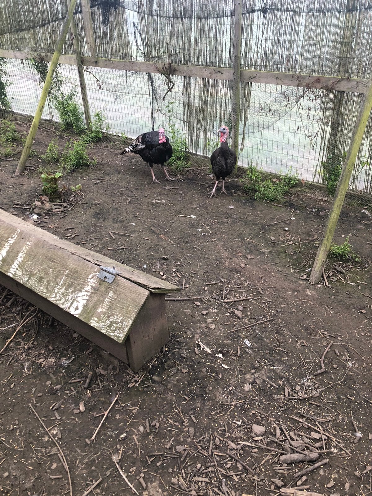 Koppel zwarte kalkoenen, Dieren en Toebehoren, Meerdere dieren, Kalkoen