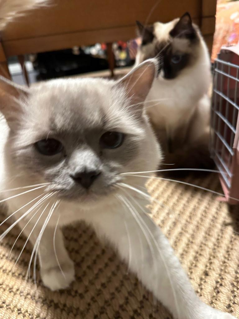 Ragdoll kittens | Beschikbaar juni | Blue & Lilac, Dieren en Toebehoren, Katten en Kittens | Raskatten | Langhaar, Meerdere dieren