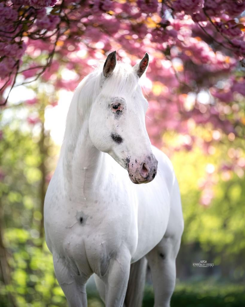 Ter dekking! UNIEK! ApCH fewspot dubbel homozygoot., Dieren en Toebehoren, Hengst