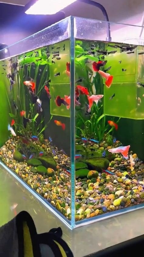 gezocht gratis vissen/aquariums, Dieren en Toebehoren, Ophalen, Gevuld zoetwateraquarium