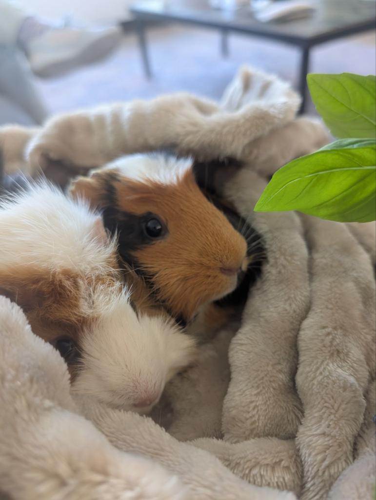 Over Opal & Onyx, Dieren en Toebehoren, Knaagdieren, September, Meerdere dieren, Cavia
