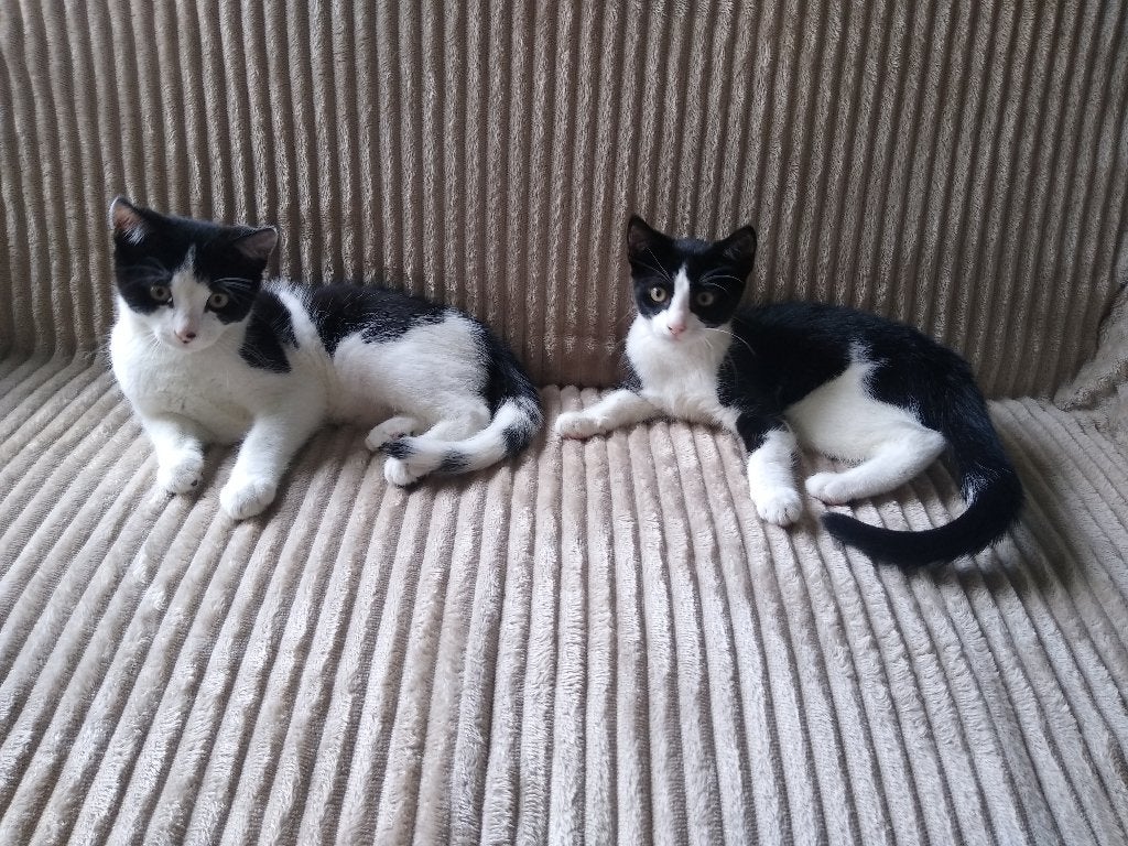 Lieve kittens, Dieren en Toebehoren, Katten en Kittens | Overige Katten, Meerdere dieren, Kortharig, 0 tot 2 jaar