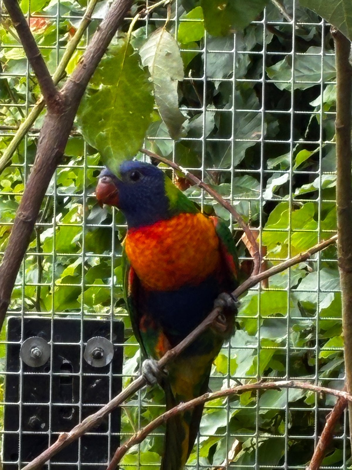 Tekoop lori v/d blauwe bergen, Dieren en Toebehoren, Vogels | Parkieten en Papegaaien, Mannelijk, Papegaai