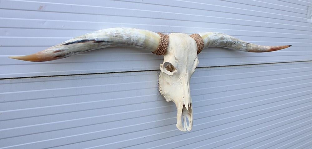 Grote schedel TEXAS STYLE LONGHORN 154 cm - ref. G