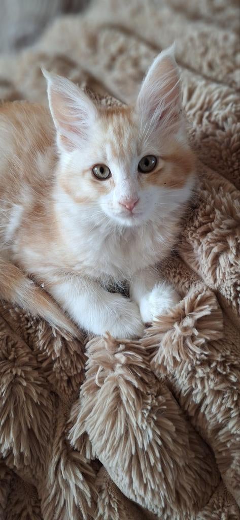 *** Red silvertabby bicolor maine coon katertje*** stamboom, Dieren en Toebehoren, Kater, Met stamboom