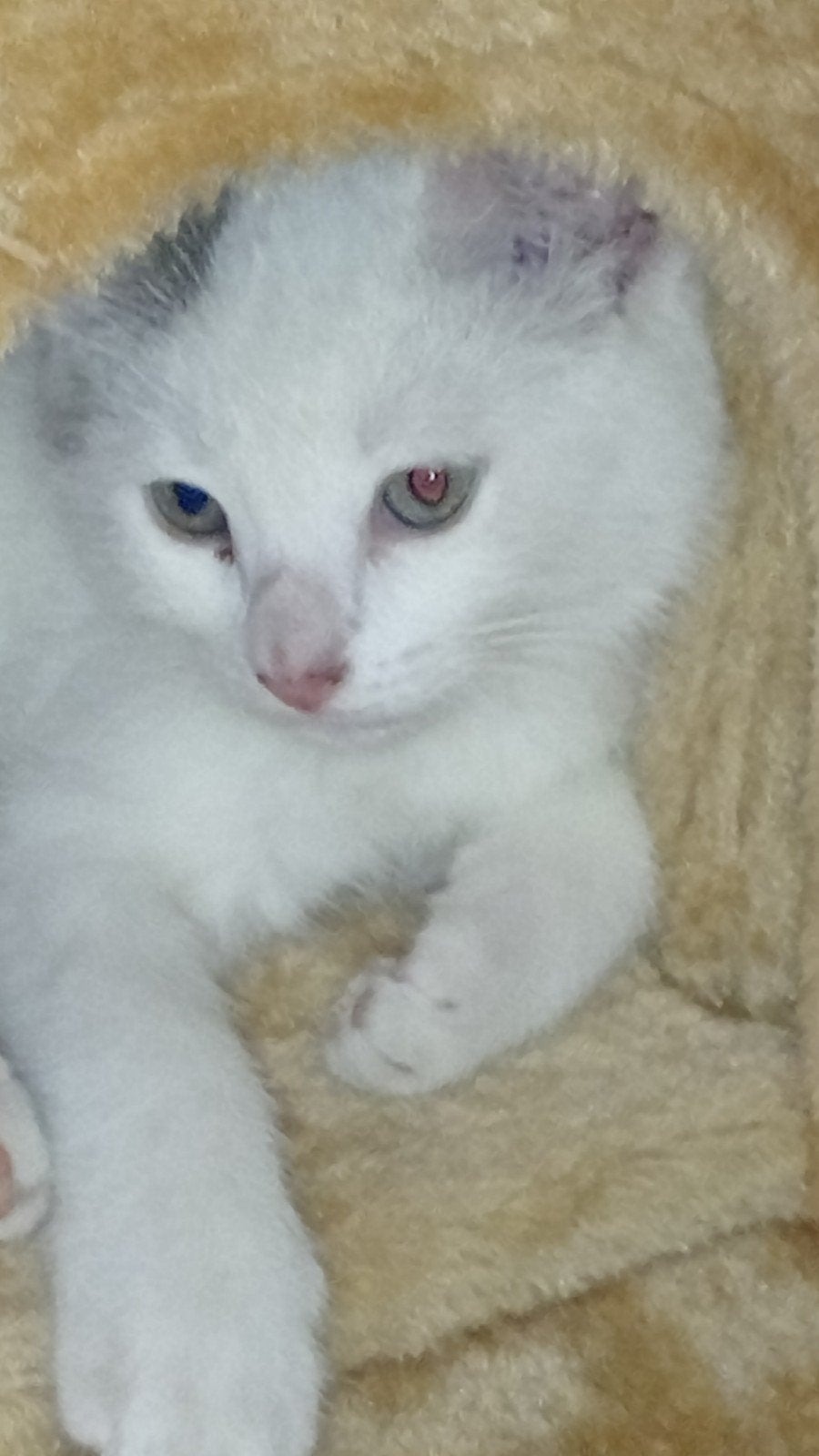 Mag ik bij jou wonen?🥰 Katertje van 11 weken, 0 tot 2 jaar