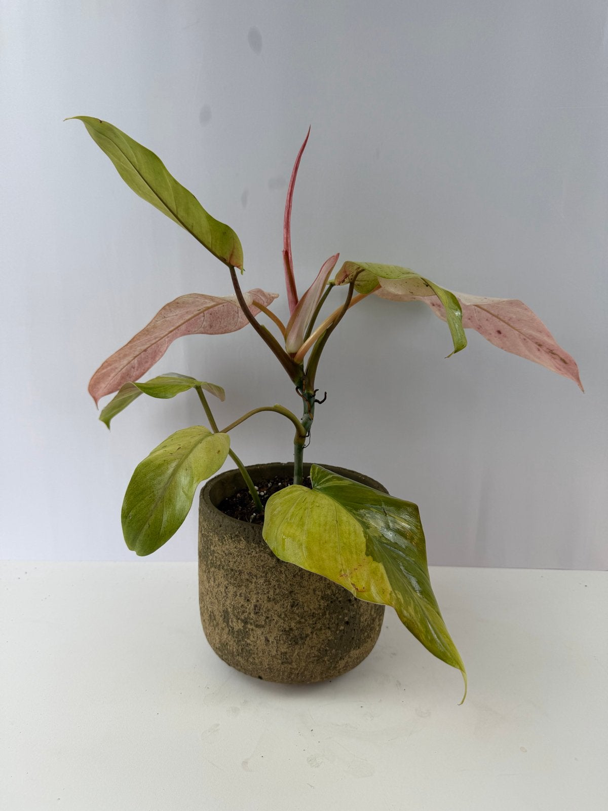 Philodendron Whipple Way p15, Huis en Inrichting, Kamerplanten, Ophalen of Verzenden, Halfschaduw, Minder dan 100 cm