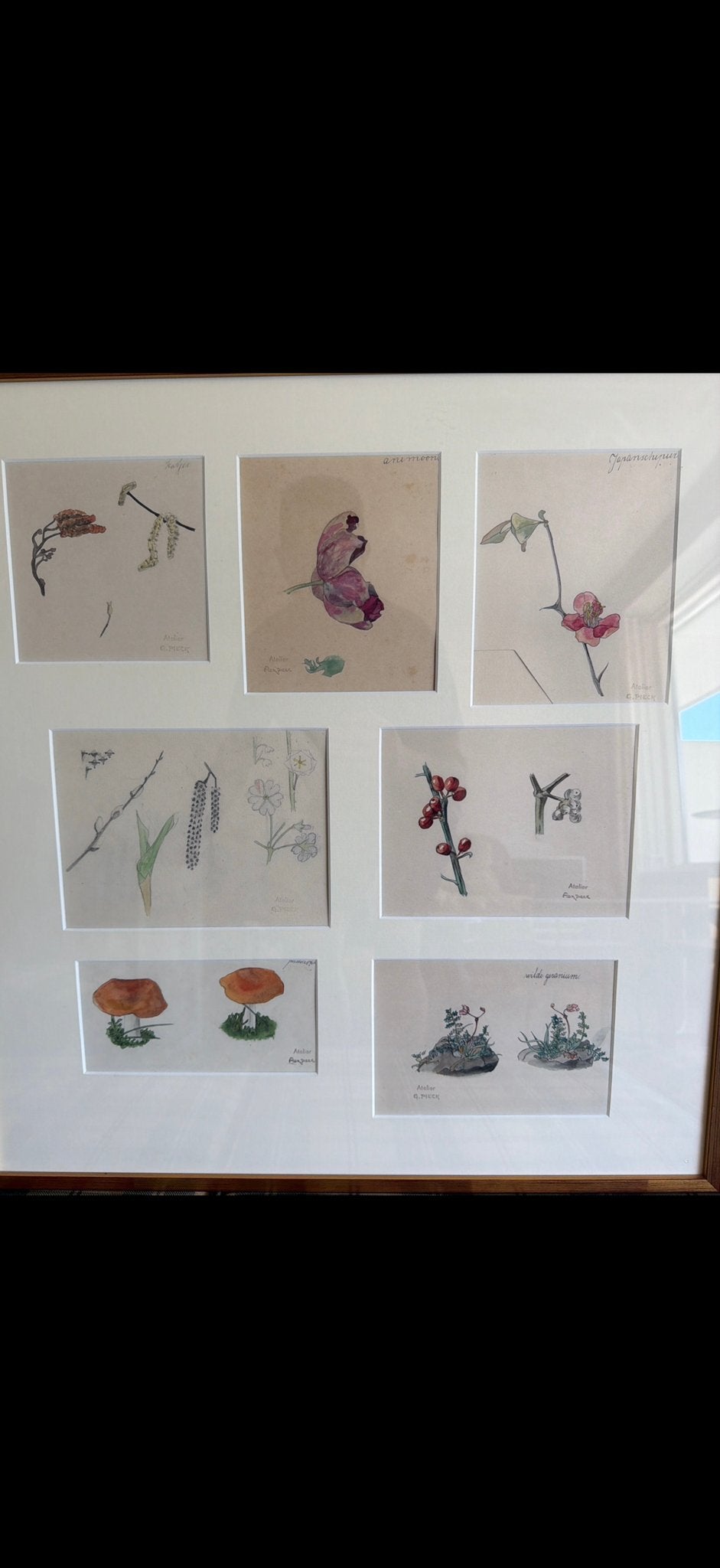 Botanische tekeningen in lijst - set van 2 aletelier Pieck, Ophalen, Tekening, Aquarel, Ingelijst
