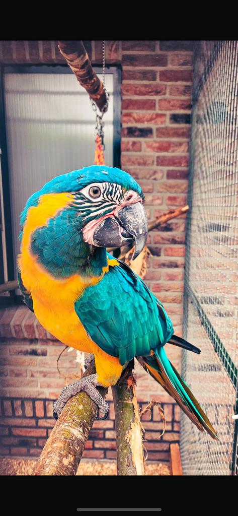 Koppel Blauwkeel/ caninde  ara, Dieren en Toebehoren, Vogels | Parkieten en Papegaaien, Meerdere dieren, Papegaai