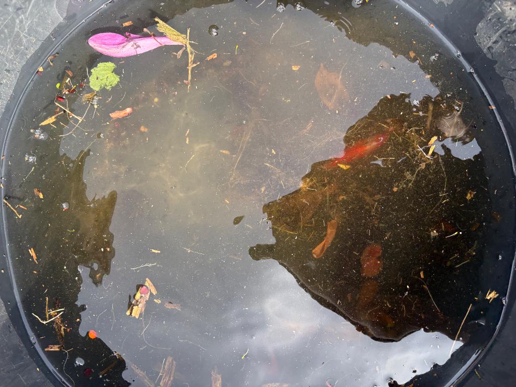 Vijver vissen, Dieren en Toebehoren, Vis, Zoetwatervis
