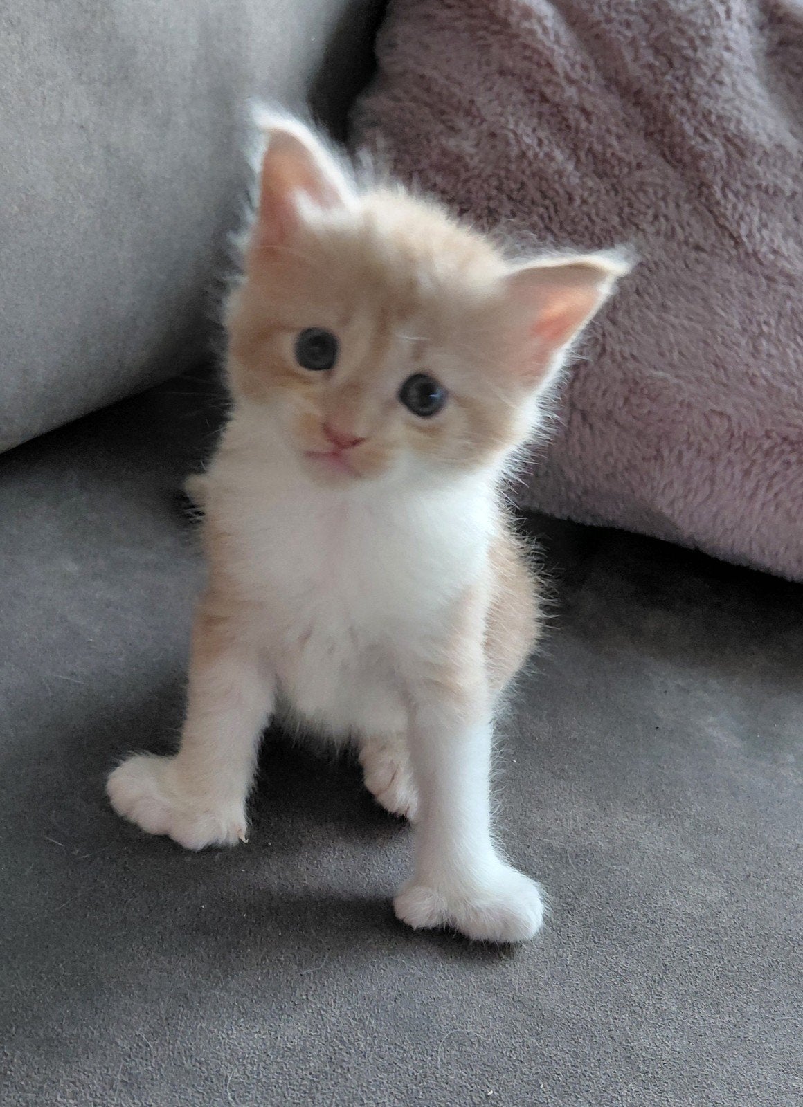 Maine Coon kitten met Stamboom, Kater, Met stamboom, 0 tot 2 jaar