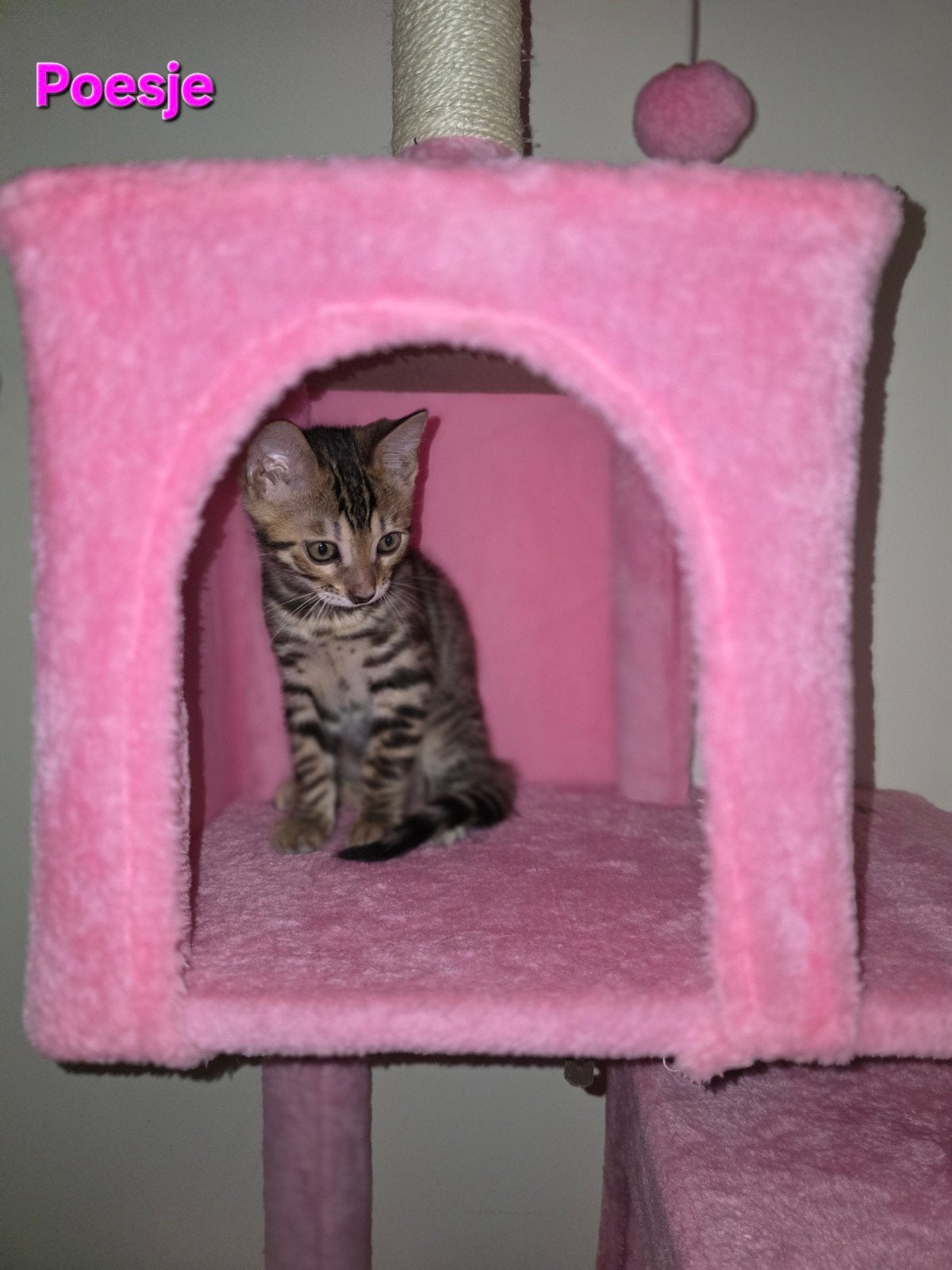 3 prachtige bengaal kittens, Dieren en Toebehoren, Meerdere dieren, Met stamboom
