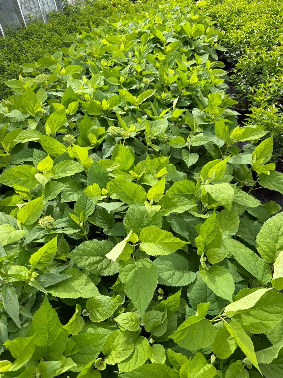Hortensia Annabelle 60 cm, Ophalen, Overige soorten, Halfschaduw