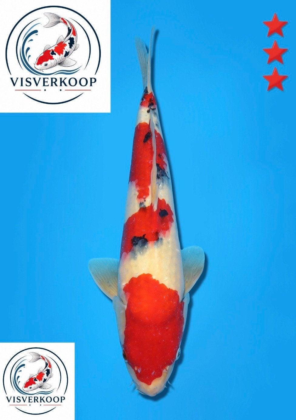 Koi Sanke., Karper of Koi