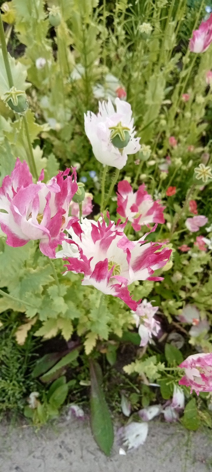 papaver somniferum Galania (Izmir Afghan Special) zaden, Ophalen of Verzenden, Voorjaar, Volle zon, Zaad