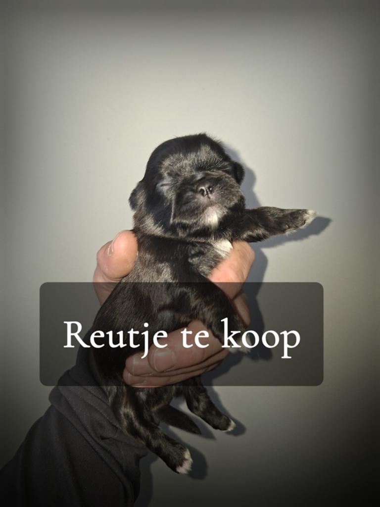 shih tzu pups, Parvo, Overige rassen, 8 tot 15 weken, Meerdere