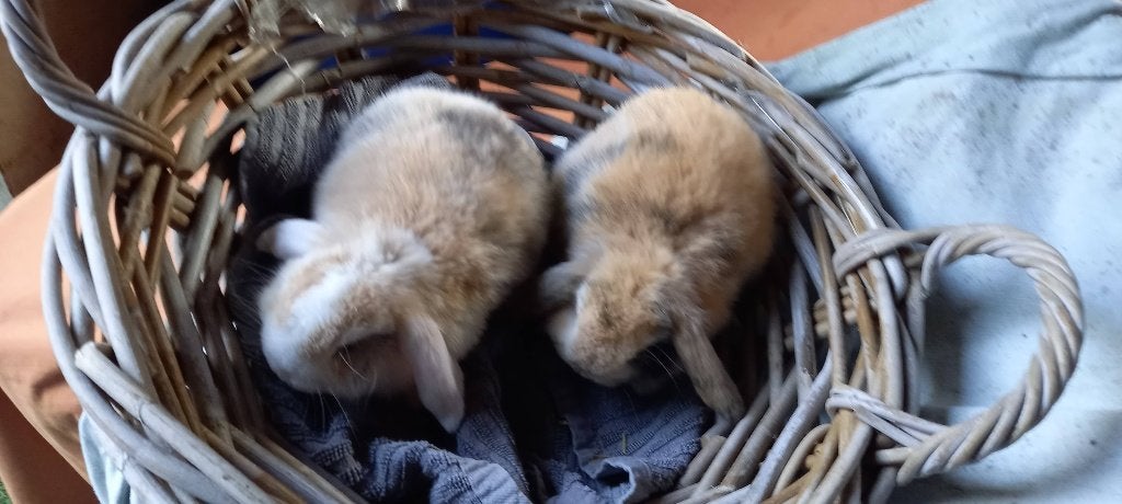 Jonge Minilop s, Dieren en Toebehoren, Meerdere dieren, Dwerg, Hangoor, 0 tot 2 jaar