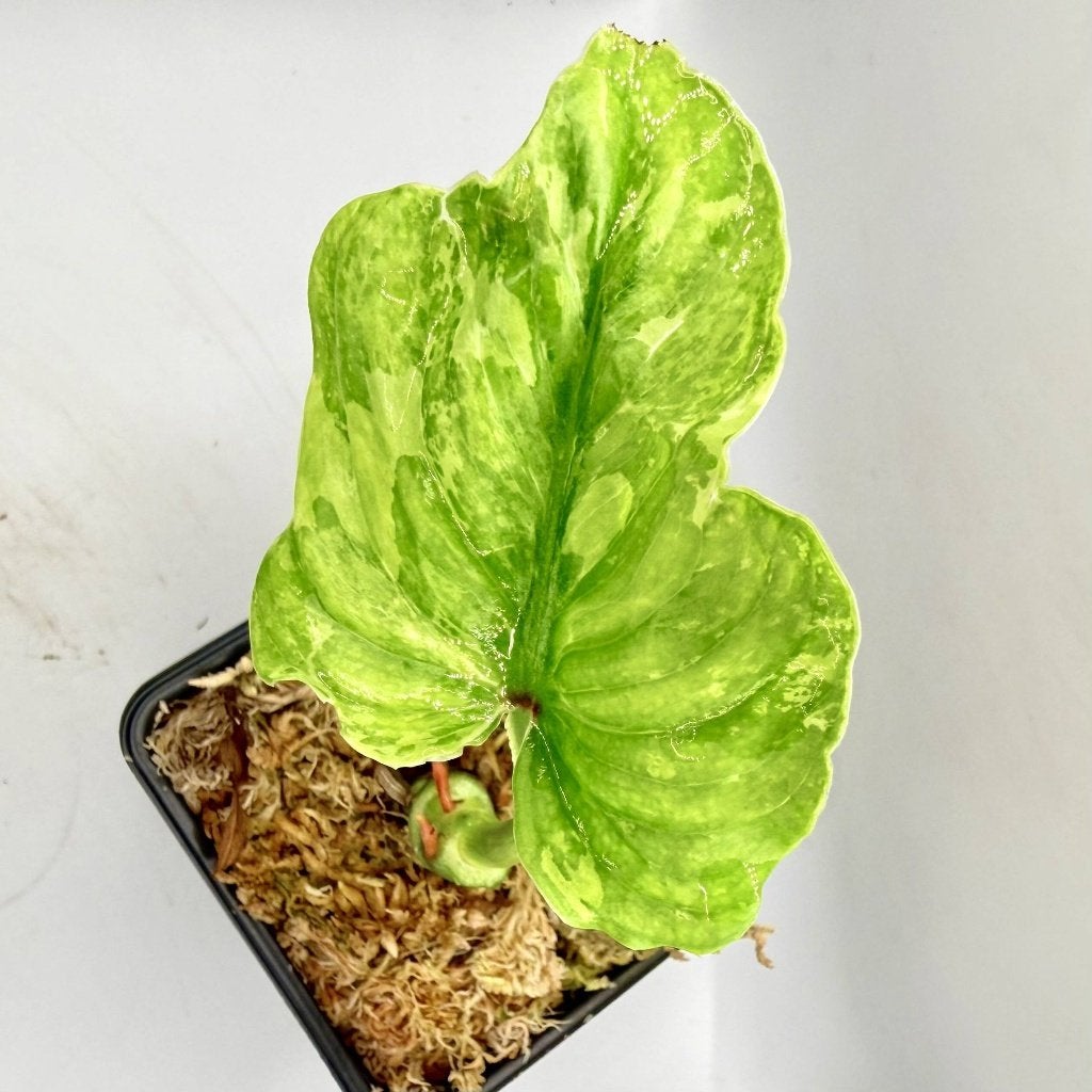 Philodendron Plowmanii Variegated, Huis en Inrichting, Kamerplanten, Verzenden, Halfschaduw, Minder dan 100 cm