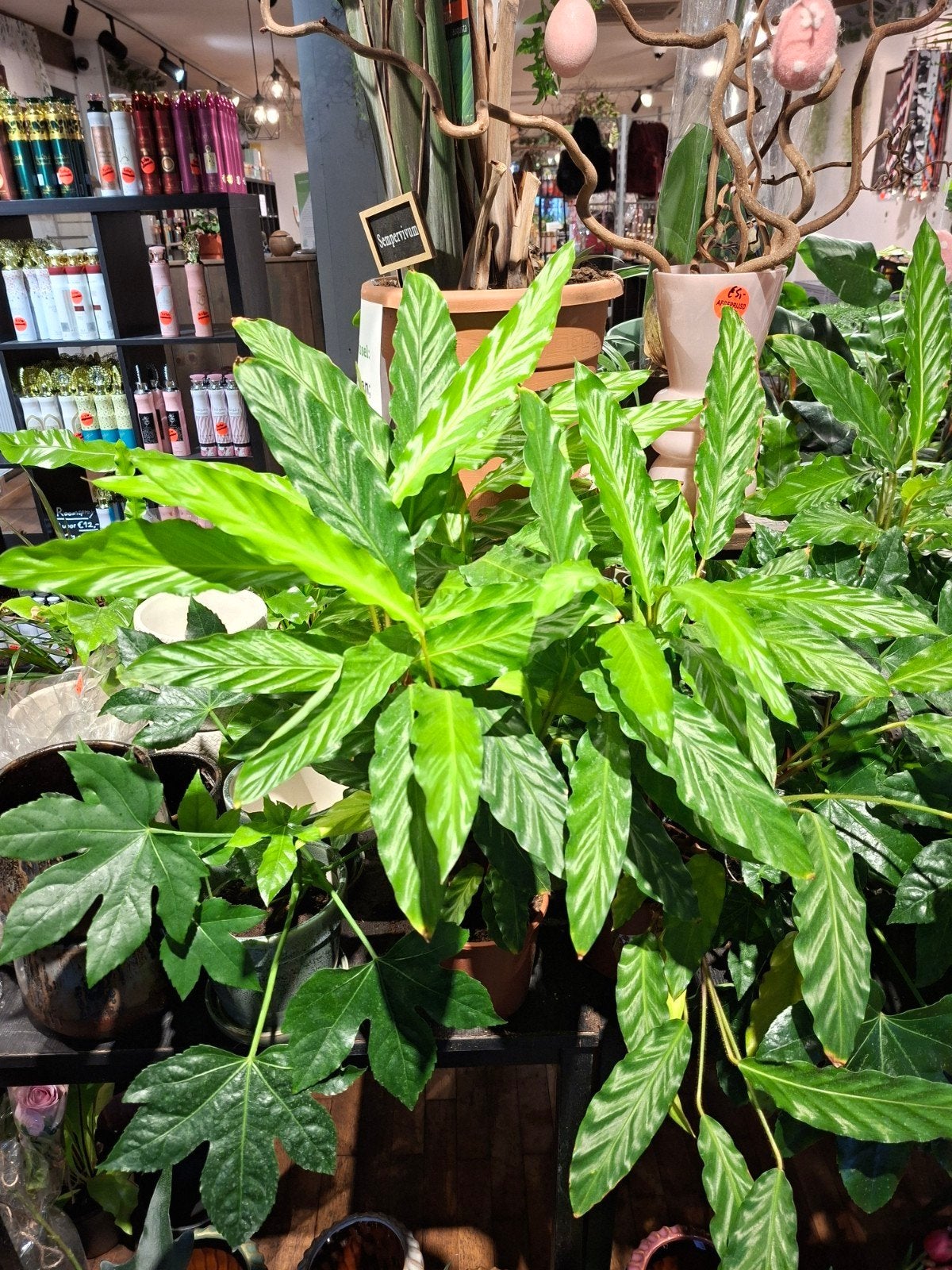 Calathea Wavestar, Ophalen, Overige soorten, Halfschaduw, In pot