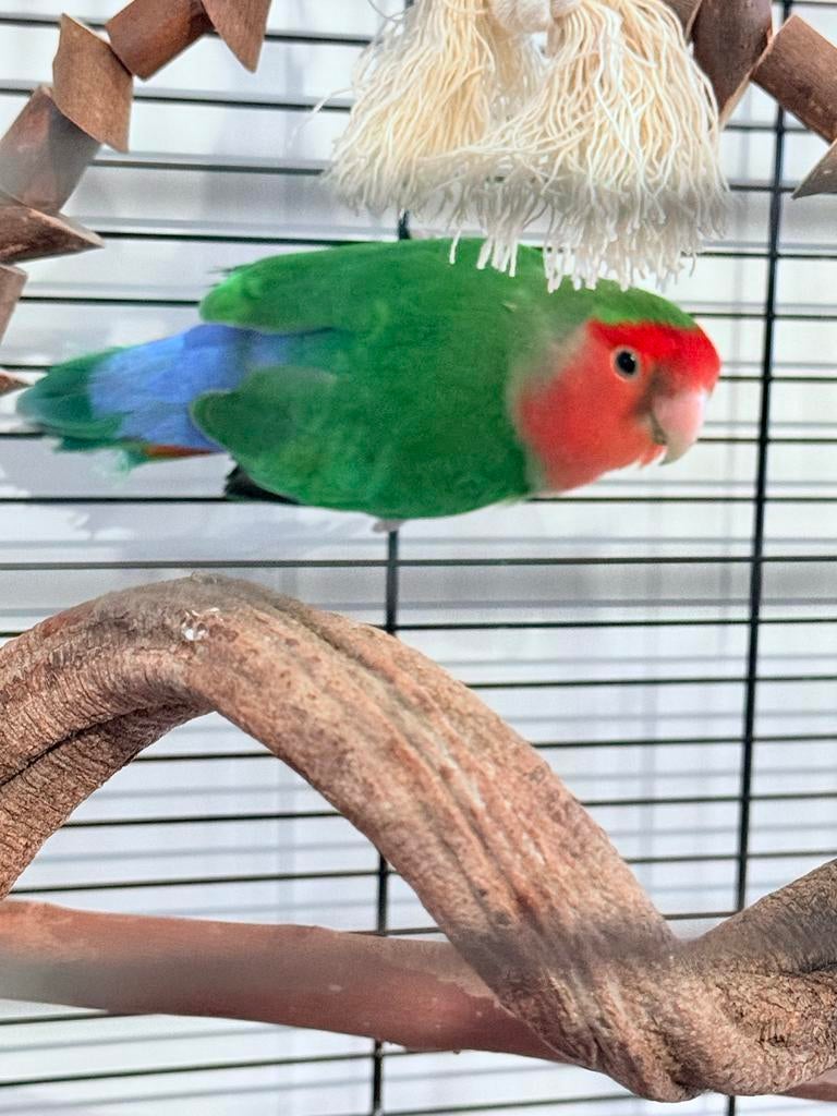 Agapornis compleet met kooi en toebehoren ( bon aanwezig), Geslacht onbekend, Dwergpapegaai of Agapornis, Geringd
