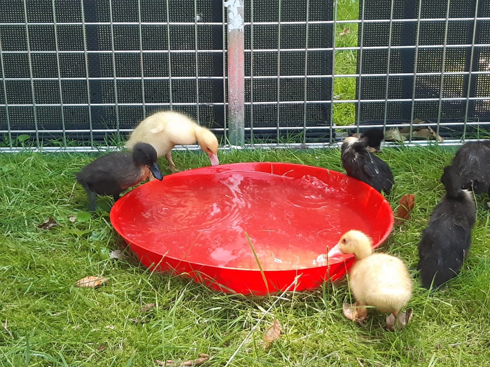 Loopeenden kuikens, Dieren en Toebehoren, Pluimvee, Geslacht onbekend, Eend