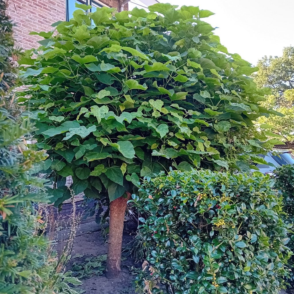 Mooie trompetboom, Ophalen of Verzenden, Volle zon, Overige soorten, 100 tot 250 cm