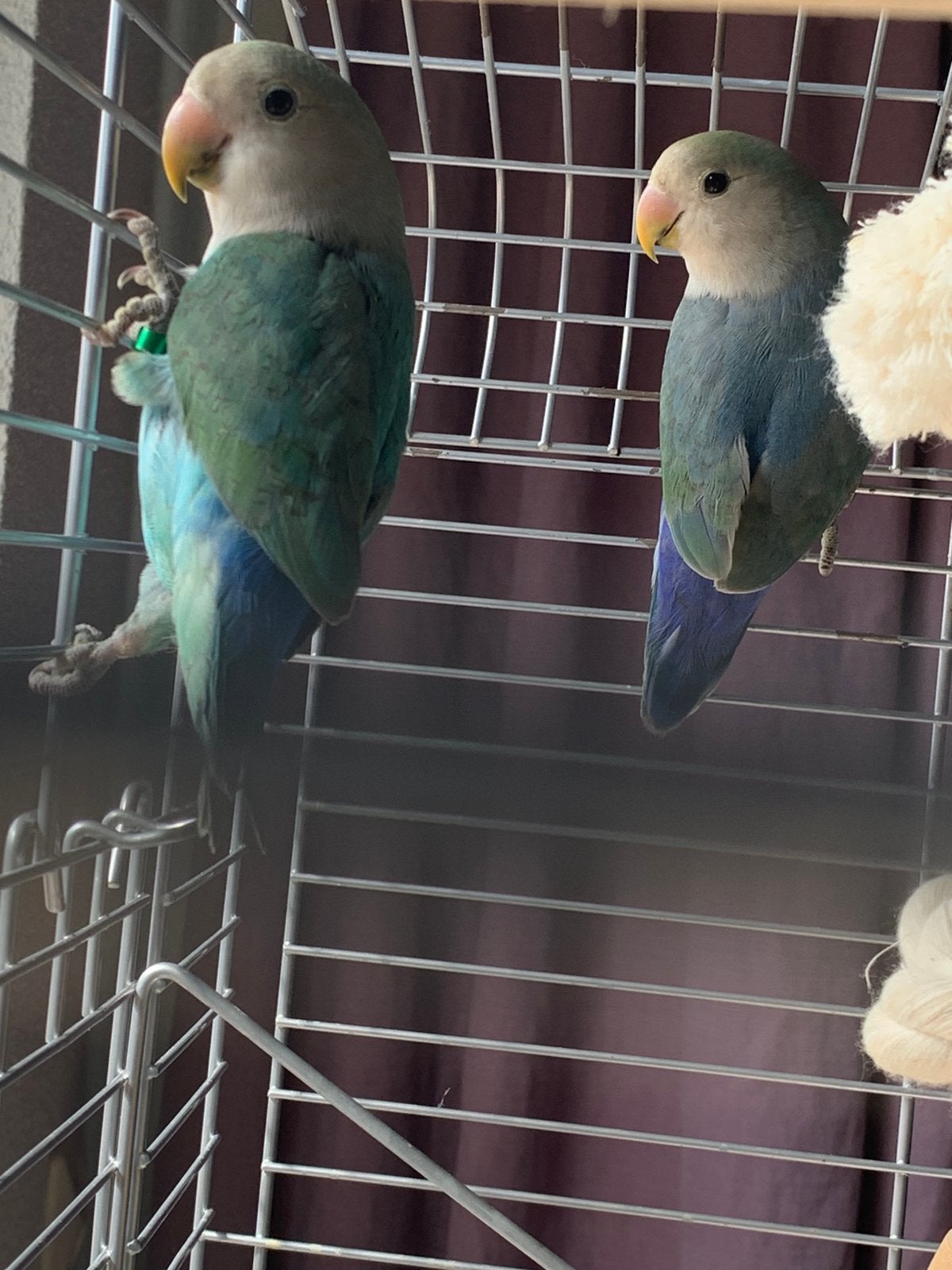 Jonge Agapornis Roseicolli, Dieren en Toebehoren, Vogels | Parkieten en Papegaaien, Dwergpapegaai of Agapornis, Meerdere dieren