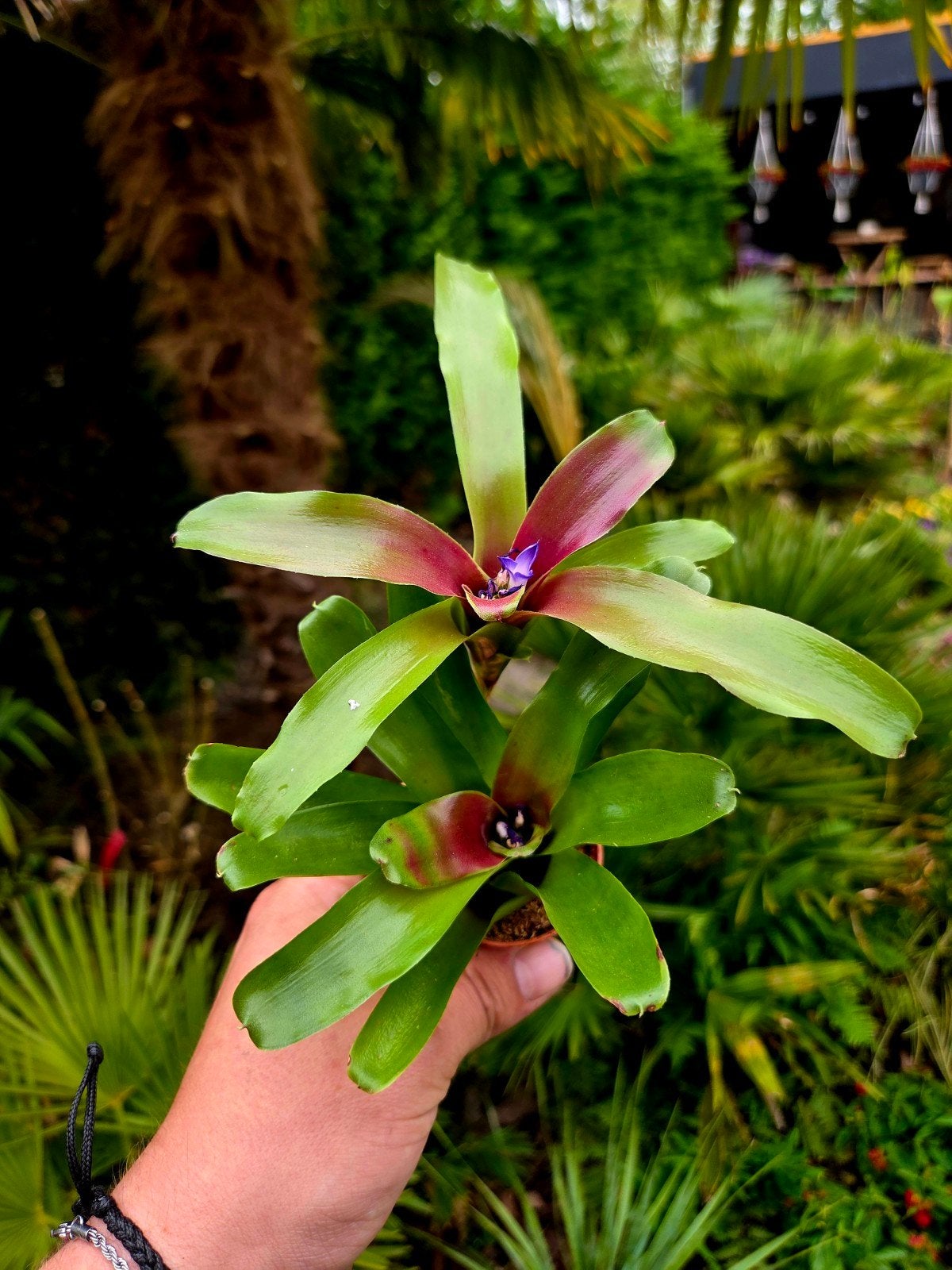 Bromelia 'Nidularium Fireball' - Levendige Kamerplant, Ophalen of Verzenden, Overige soorten, Volle zon