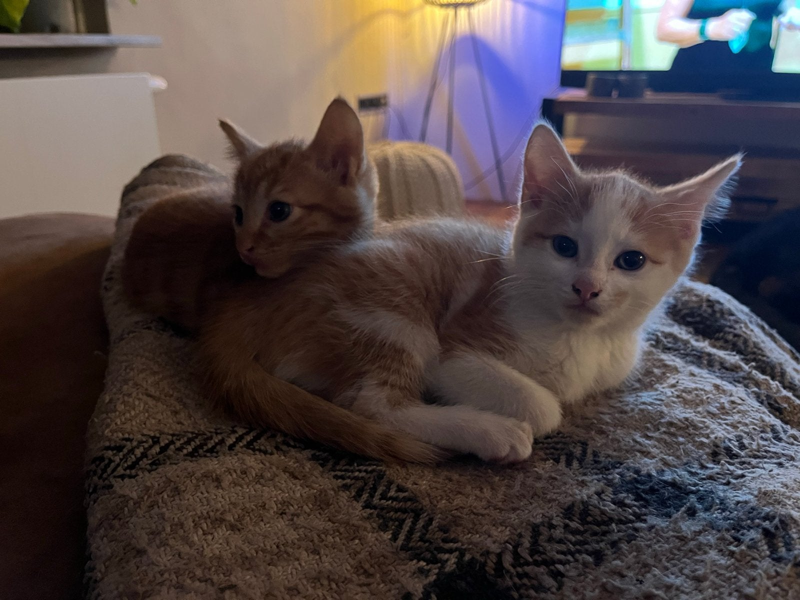 Lieve sociale boerderijkitten, Dieren en Toebehoren, Kater, 0 tot 2 jaar