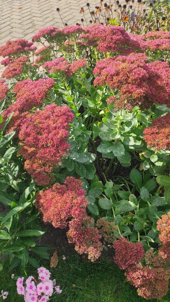 Sedum ‘Herbstfreude’ – Hemelsleutel, Bloeiende vaste planten, Volle zon, Vaste plant, Zomer, Ophalen