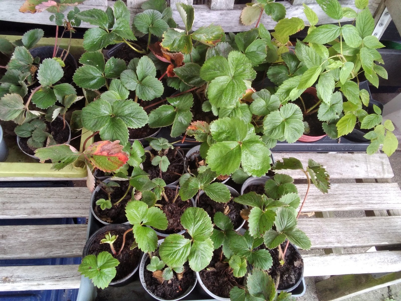 Aardbeiplantjes - Vers fruit uit eigen tuin, Volle zon, Vaste plant, Ophalen of Verzenden, Fruitplanten