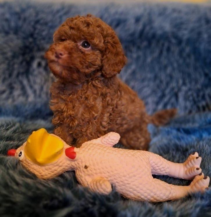 Mini Raszuiver Rood Toypoedel Pupje💙..mag Verhuizen, Poedel, Parvo, Reu, 8 tot 15 weken